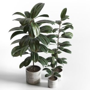 Ficus Rubbery Plant In Concrete Dirt Vase Indoor