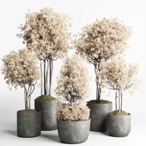 Collection Indoor Outdoor Plant 247 Dry Trees And