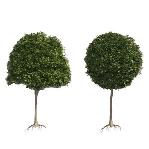 2 Round And Dome Topiary Tree