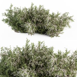 White And Green Plant Bush - Bush Set 40