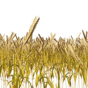 Golden Wheat Field