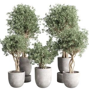 Collection Indoor Outdoor Plant 252 Plant Tree Vas