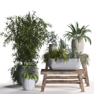 Interior Plant In Box Set 319