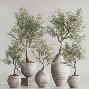 Olive Tree In Antique Pottery And Indoor Plant Set