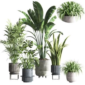 Indoor Plant Set 34