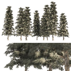 Blue Spruce Pine Trees