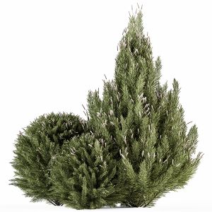 Pine Plant - Bush Set 55