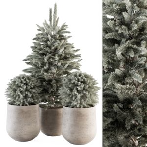 Outdoor Plant Set 354 - White Pine In Pot