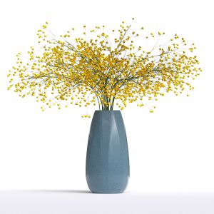 Gypsophila