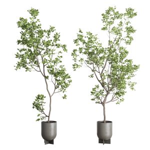 Indoor Plant Set 397 Pot Tree In A Concrete Dirt V