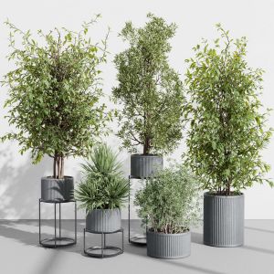 Indoor Plant Set 398 Pot Tree In A Concrete Dirt V