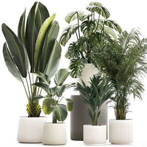 Set Of Beautiful Plants In A Flower Pot For Decor