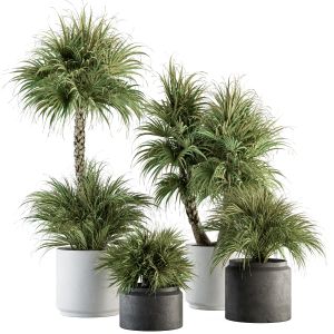 Indoor Plant Set 343 - Tropical Bush In Pot