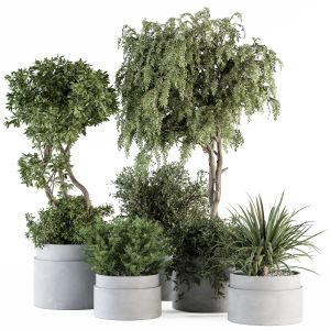 Indoor Plant Set 341- Tree In Pot