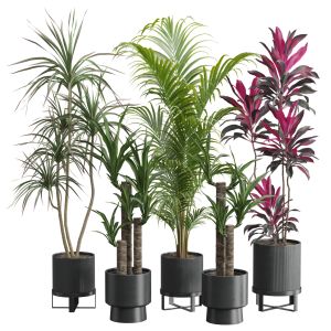 Indoor Plants Pack 51