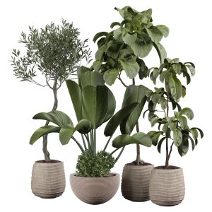 Indoor Plant 368