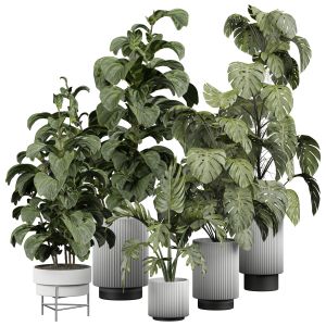 Indoor Plant 361