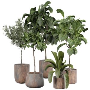 Indoor Plant 358