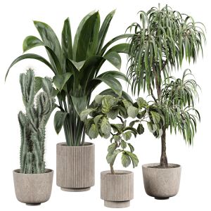 Indoor Plant 355