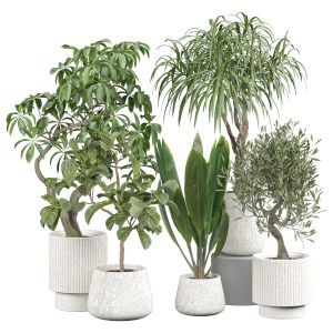 Indoor Plant 345