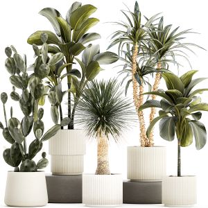 Set Of Beautiful Desert Plants In Flowerpot 1321