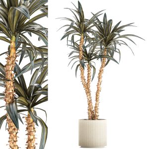 Beautiful Yucca And Dracaena Plants In A Flowerpot