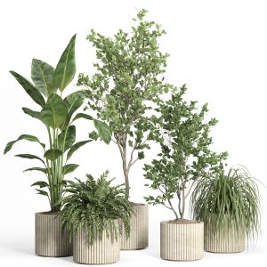 Indoor Plant Set 54-concrete Pot