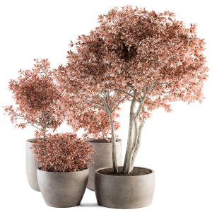 Outdoor Plant 359 - Pink Plant Set