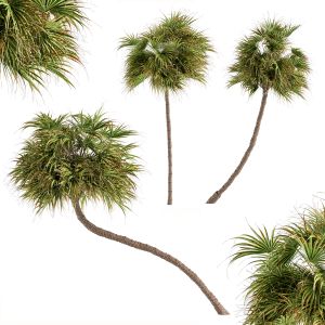 3 Type Palm Date - Tree Set 66