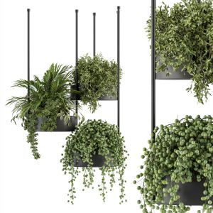 Indoor Plant Set 354 - Hanging Plants