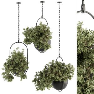 Indoor Plant Set 348 - Hanging Plants