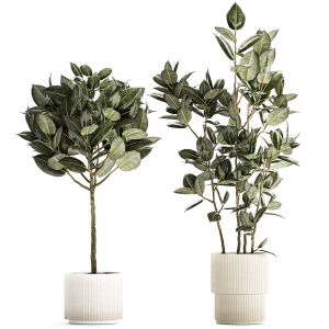 Beautiful Ficus Elastica Trees In A Flower Pot