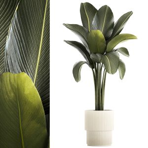 Beautiful Strelitzia And Ravenala Plant In A Pot