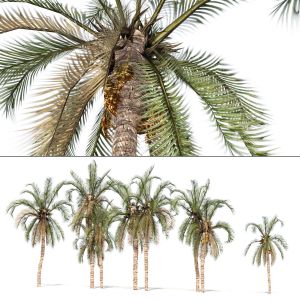 Low Poly Arabic Date Palms