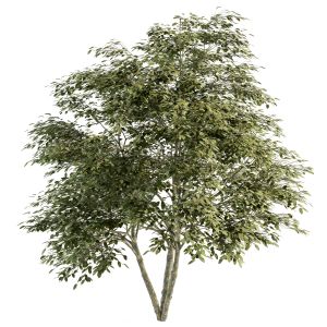 Umbrella Tree Green Maple - Set 77