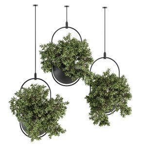 Indoor Plant Set 351 - Hanging Plants