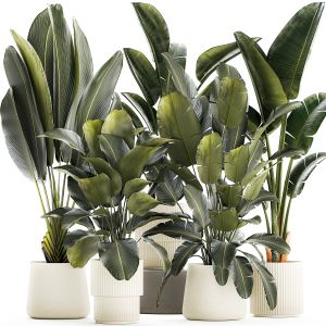 Set Beautiful Plant Strelitzia And Ravenala In Pot