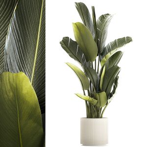 Beautiful Strelitzia And Ravenala Plant In A Pot