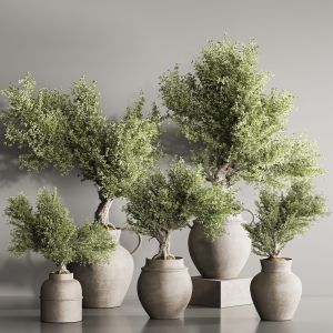 Bonsai And Indoor Plant Set 115