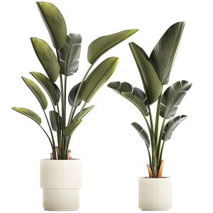 Beautiful Strelitzia And Ravenala Plant In A Pots