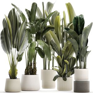 Beautiful Strelitzia And Ravenala Plant In A Pots