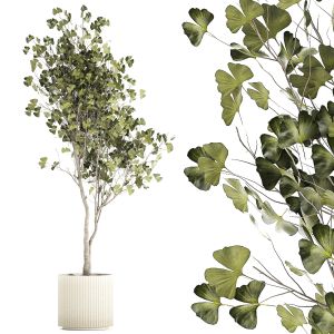 Beautiful Ginkgo Biloba Tree In Pots For The Decor