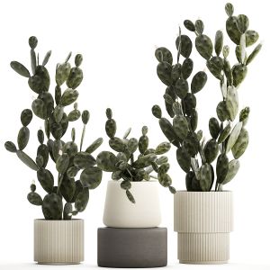 Set Of Beautiful Prickly Pear Cacti In Pots