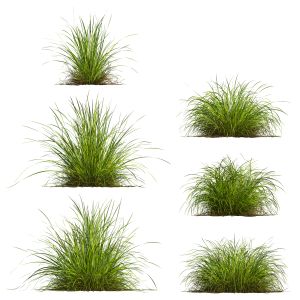 Carex Elata Aurea Grass