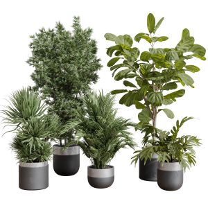 Indoor Plant Set 403 Palm Bamboo Ficus Lyrata Conc