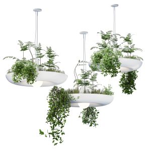 Indoor Hanging Plant