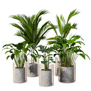 Indoor Plant Set 21