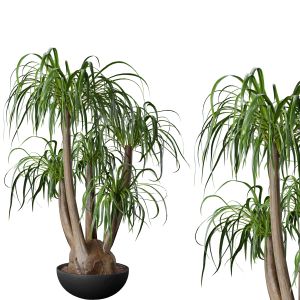 Indoor Plant Set 23