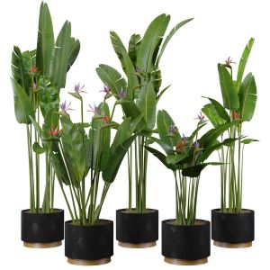 Indoor Plant Set 24