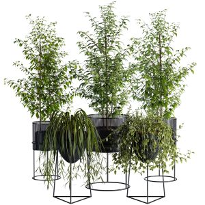 Indoor Plant Set 35